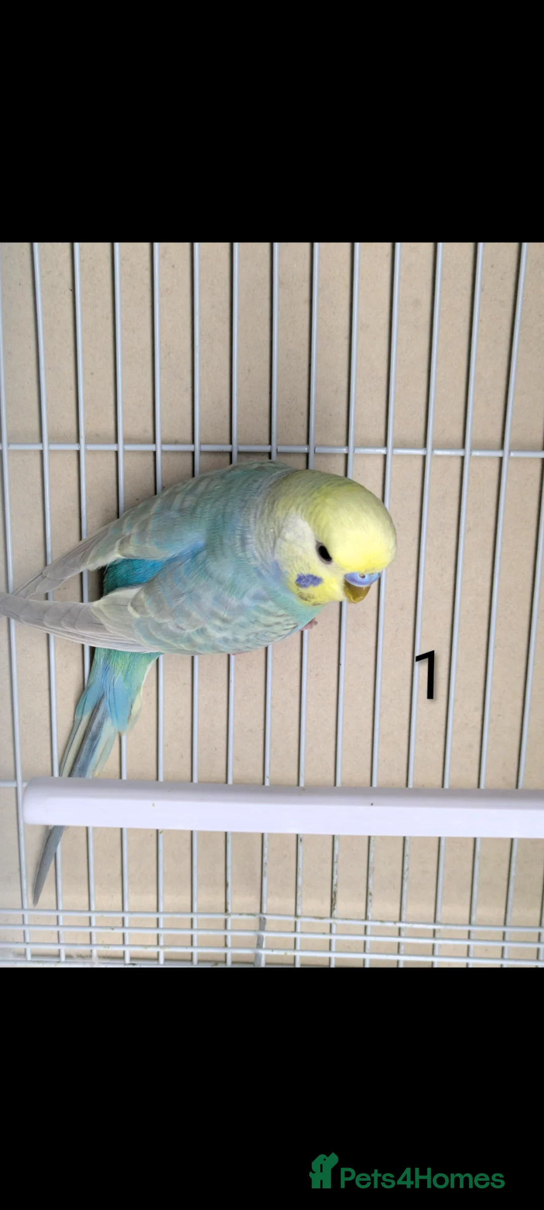 Budgerigars birds for sale: Baby Rainbow Budgies  - Advert 2