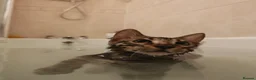 Bengal cats for sale: 1yr old male cat needing new home  - Advert 3