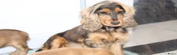 Cocker Spaniel dogs for sale: Kennel Club Registered Show Type Cocker puppies - Advert 9