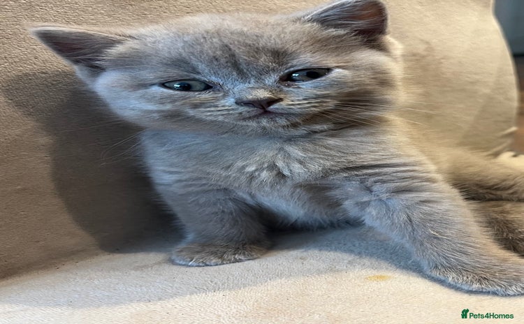 Scottish Fold cats for sale - Advert 1