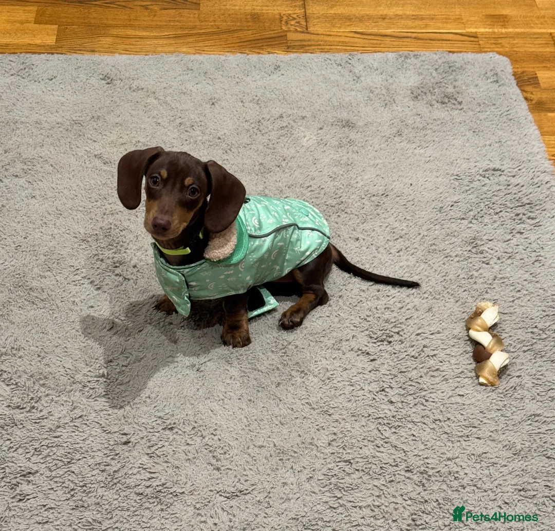 Miniature Dachshund dogs for sale: Chocolate & Tan KC Miniature Dachshund Puppies - Advert 3
