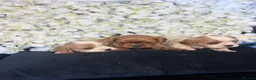 Cavalier King Charles Spaniel dogs for sale: Last one - Ready to go - Beautiful KC Registered  - Advert 16