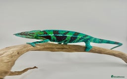 Chameleon reptiles for sale: Ambanja panther chameleon PURPLE  - Image 14