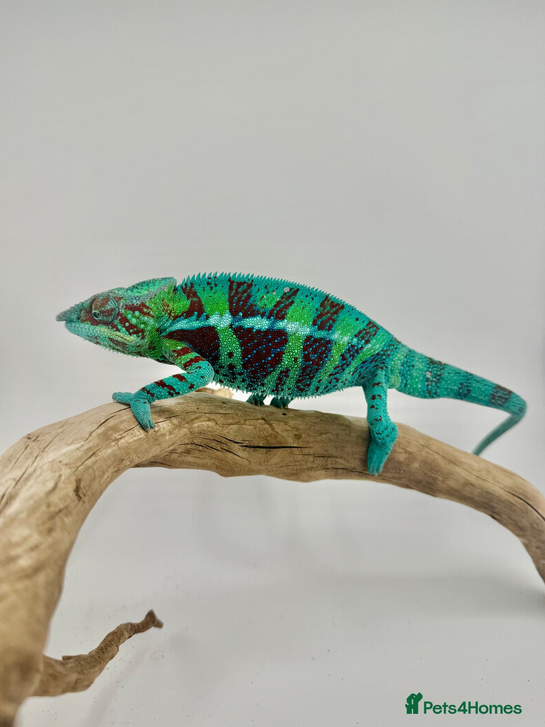 Chameleon reptiles for sale: Ambanja panther chameleon PURPLE  - Image 14
