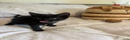 Domestic Shorthair cats for sale: 3 black kittens  - Advert 16