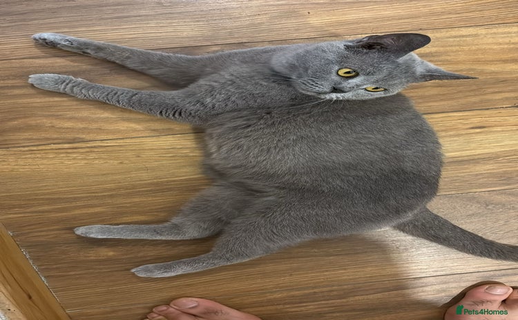 British Shorthair cats - Advert 13