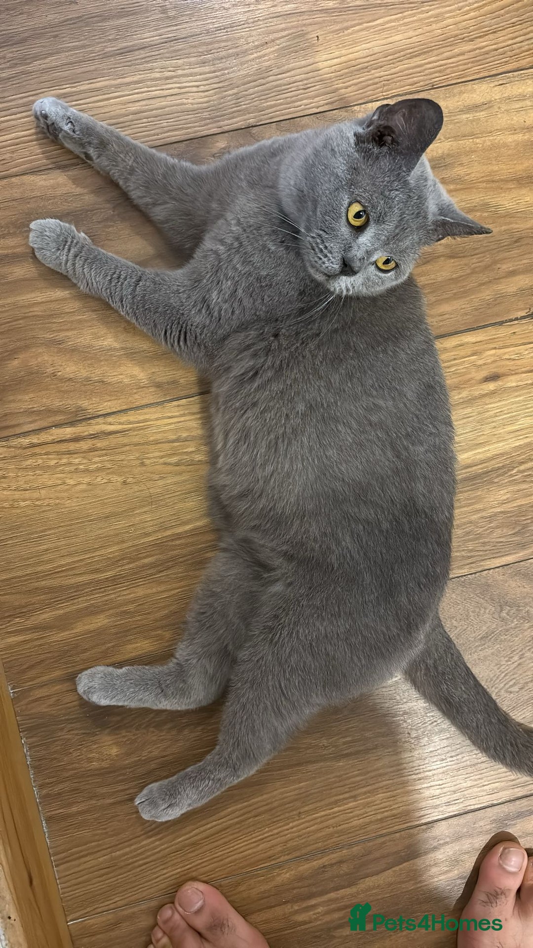 British Shorthair cats for sale: Walsall  - Image 1