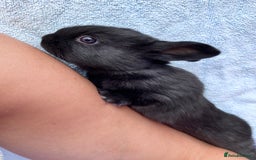 Mixed Breed rabbits for sale: English X New Zealand White babies - Image 6