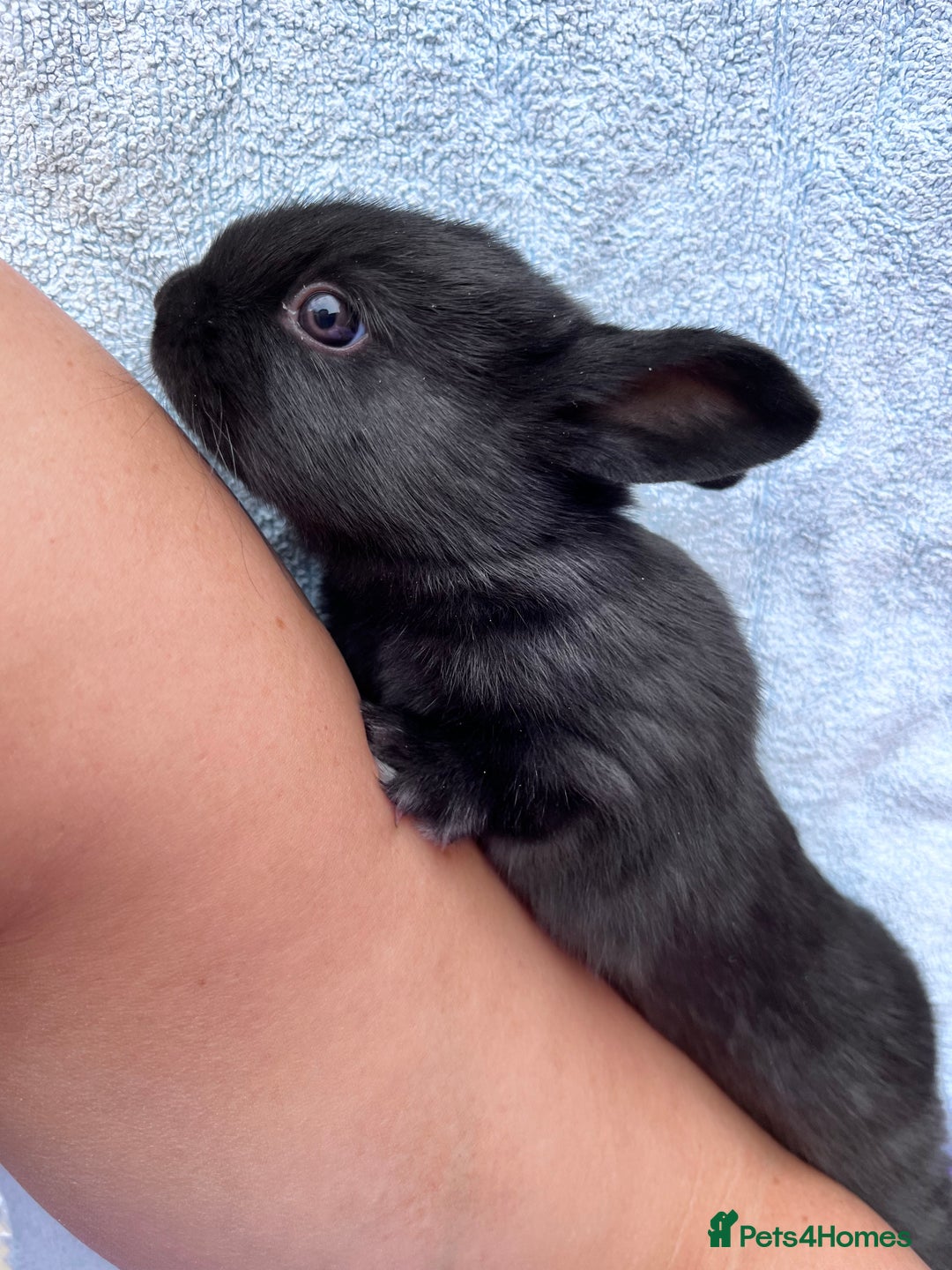 Mixed Breed rabbits for sale: English X New Zealand White babies - Image 6