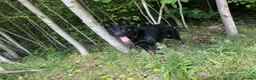 German Shepherd dogs for sale: German Shepherd male Read Add - Advert 1
