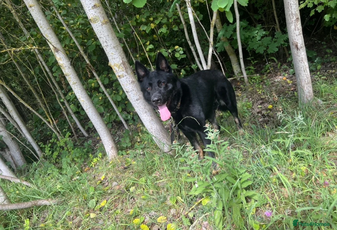German Shepherd dogs for sale: German Shepherd male Read Add - Advert 1