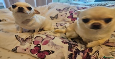 Chihuahua dogs - Advert 8