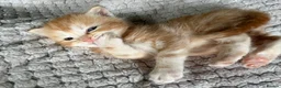 British Shorthair cats for sale: 5 Gorgeous BSH x Scottish Straight Kittens - Advert 8