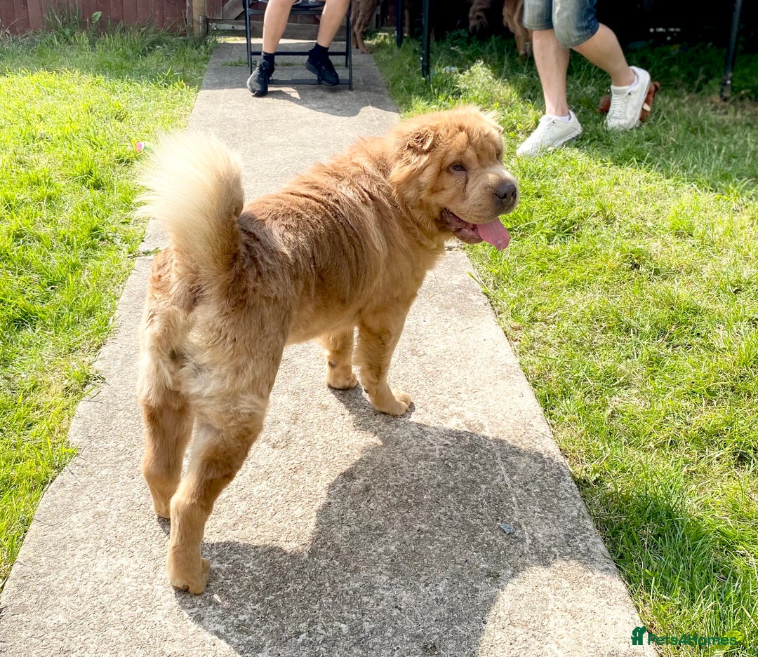 Shar Pei dogs for sale:  Bear coat Sharpi female   - Image 3