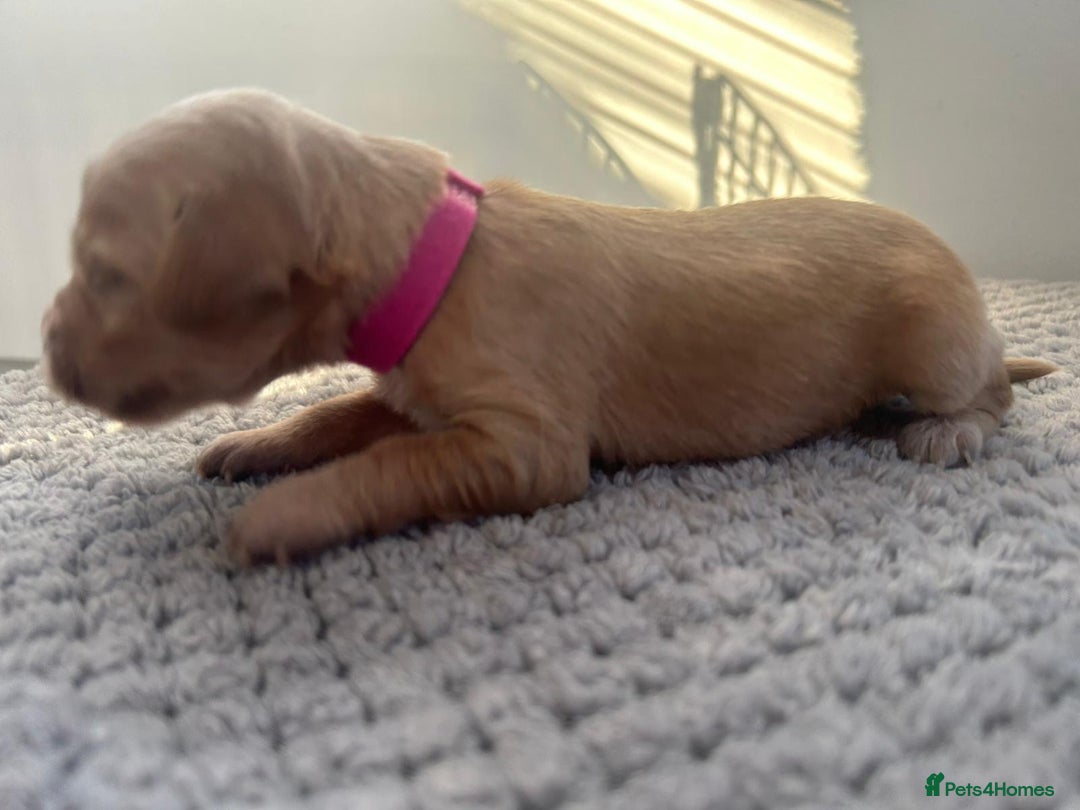 Mixed Breed dogs for sale: Apricot Cockapoo puppies ready to leave 6th march  - Advert 19