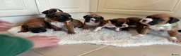 Boxer dogs for sale: Boxer puppies - Advert 22