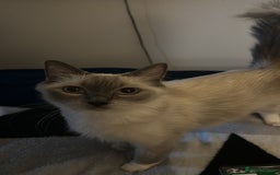 Ragdoll cats for sale: Female Ragdoll for sale  - Image 2