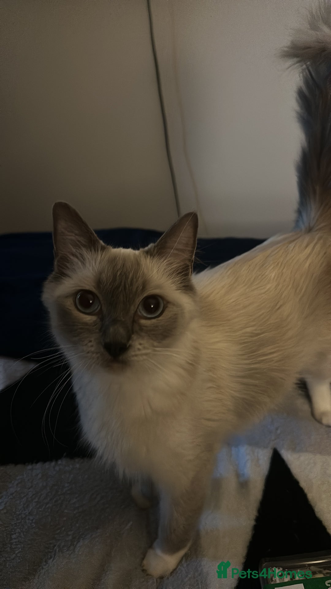 Ragdoll cats for sale: Female Ragdoll for sale  - Image 2