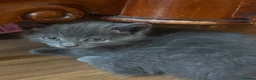 Mixed Breed cats for sale: Russian blue mix kittens  - Advert 31