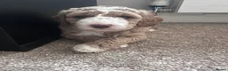 Australian Labradoodle dogs for sale: ⭐ Stunning Australian Labradoodles – Ready June ⭐ - Advert 3