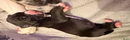 Great Dane dogs for sale: Outstanding beautiful Great Dane Puppies - Advert 9