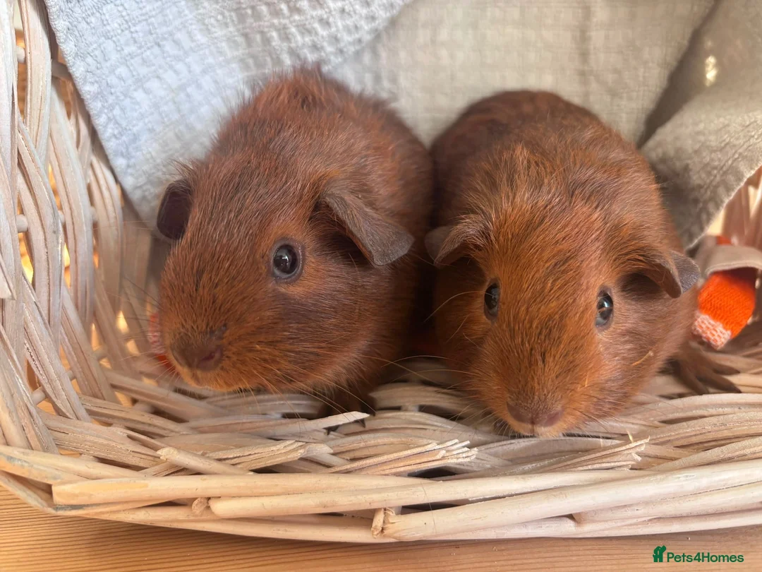 Guinea Pig rodents for sale: Beautiful Baby Guinea Pigs – Read to Reserve - Advert 2