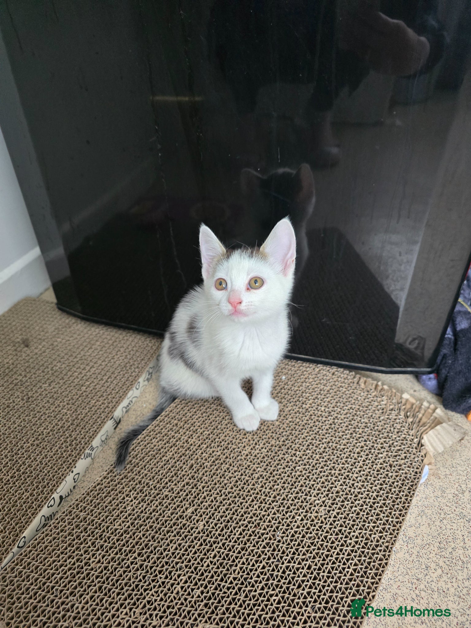 Mixed Breed cats Beautiful kitten  - Advert 1