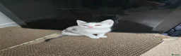 Mixed Breed cats for sale: Beautiful kitten  - Advert 1