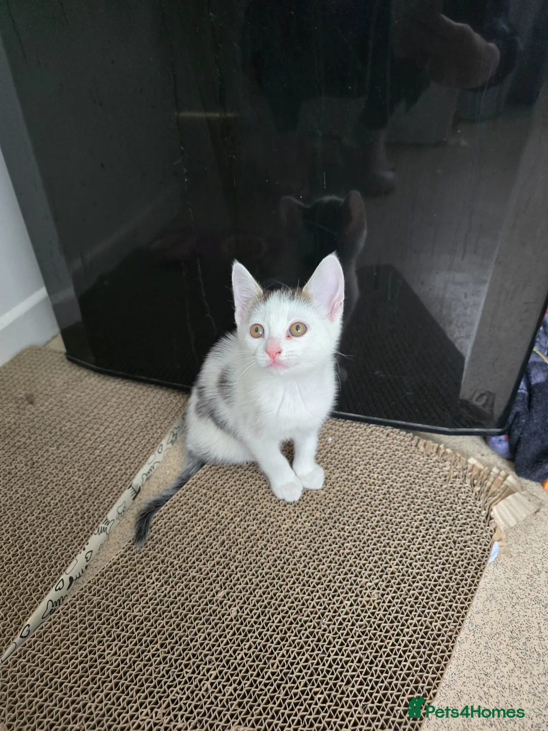 Mixed Breed cats for sale: Beautiful kitten  - Advert 1
