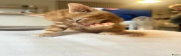 Mixed Breed cats for sale: Handsome 8 week old little boy - Advert 6