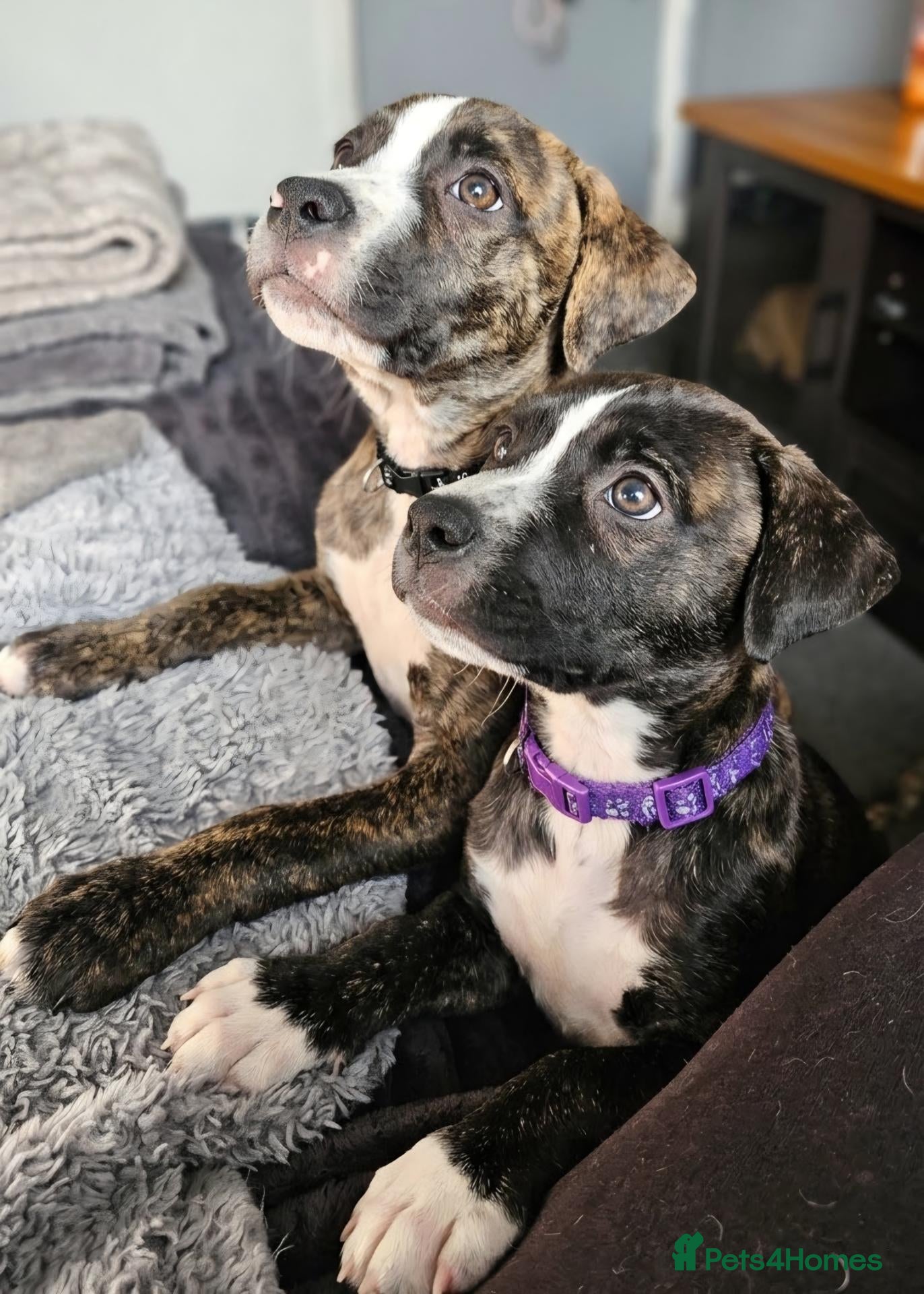 Mixed Breed dogs Staffy + cane corso  - Advert 19