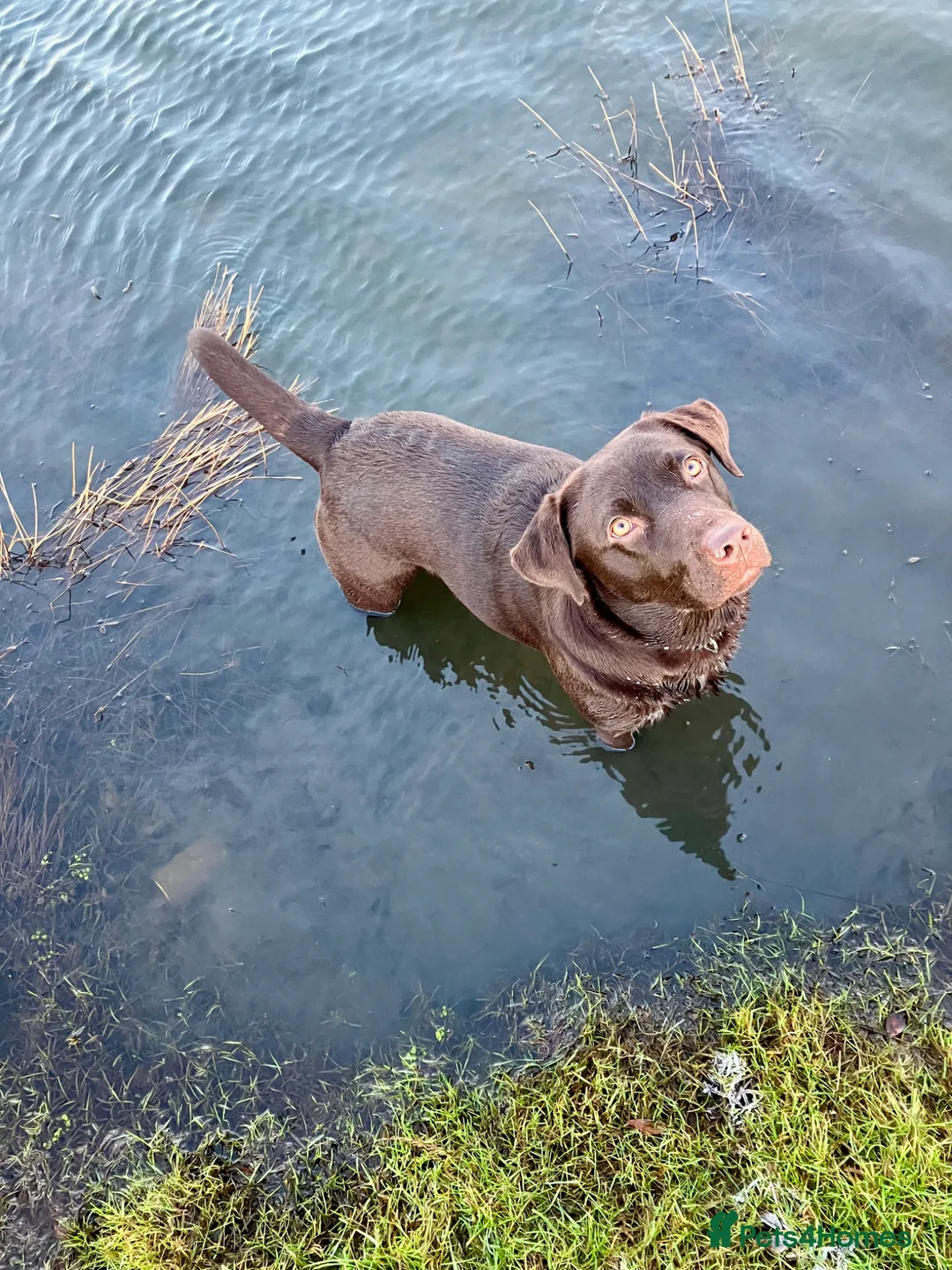 Goldador dogs for sale: Beautiful Chunky Labrador puppies in Stoke-on-Trent - Advert 1