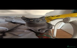 British Shorthair cats for sale: full pedigree british short hair girl  - Image 7