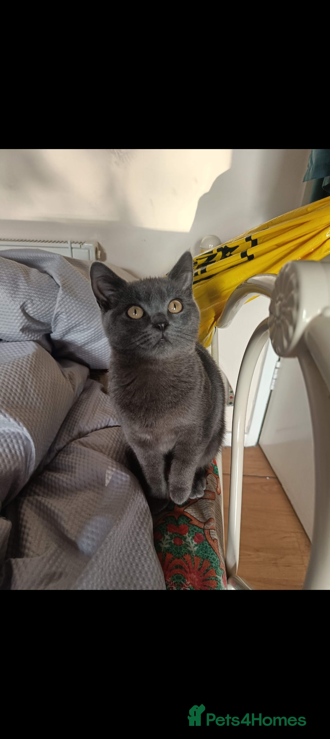 British Shorthair cats for sale: full pedigree british short hair girl  - Image 7