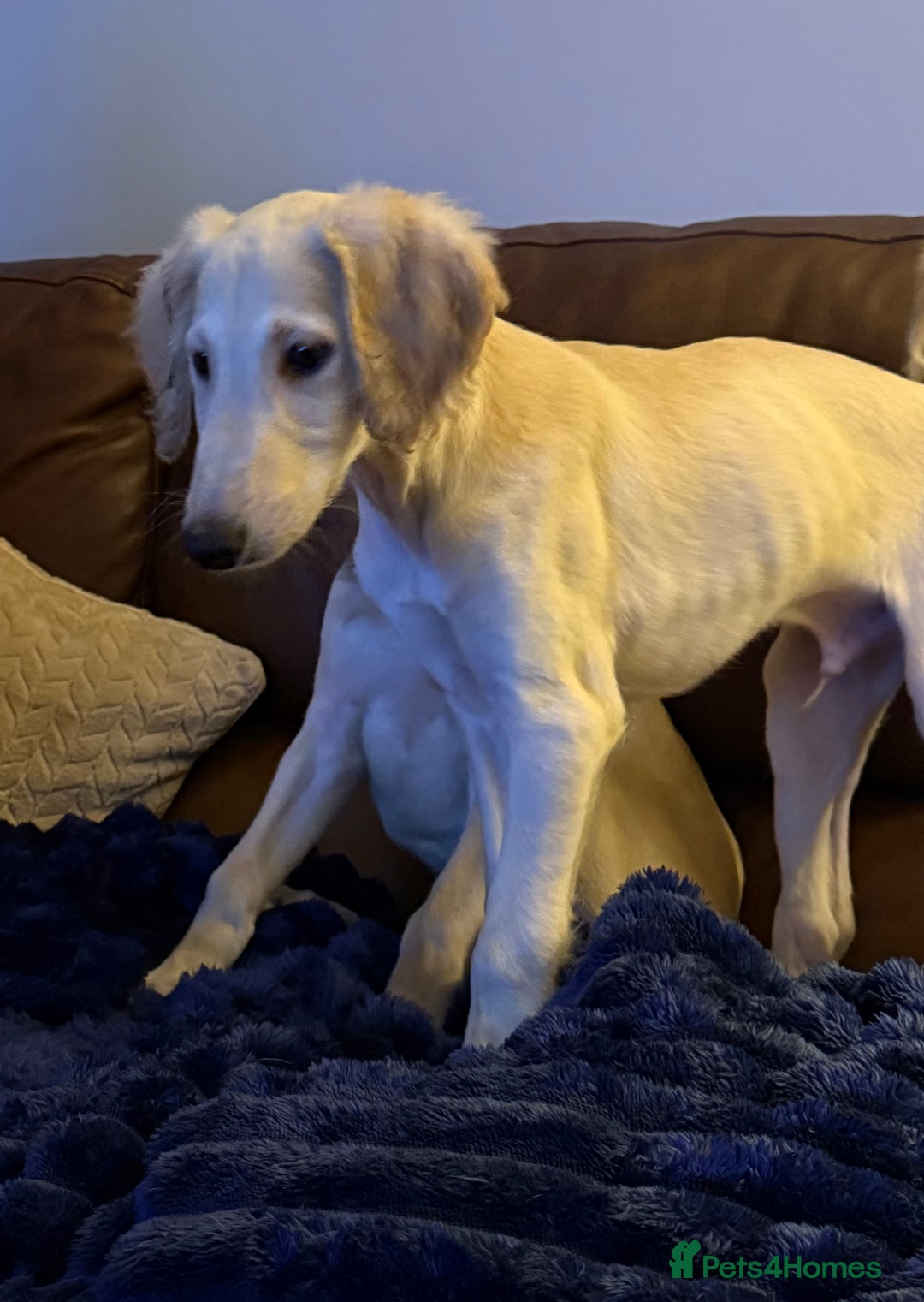 Saluki dogs for sale: Saluki 2 big boys left reduced £ - Advert 12