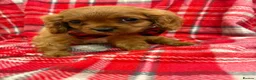 Cavalier King Charles Spaniel dogs for sale: Beautiful Cavalier King Charles babies ❤️ - Advert 7
