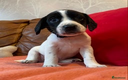 Springador dogs for sale: STUNNING SPRINGADOR PUPPIES  - Image 7