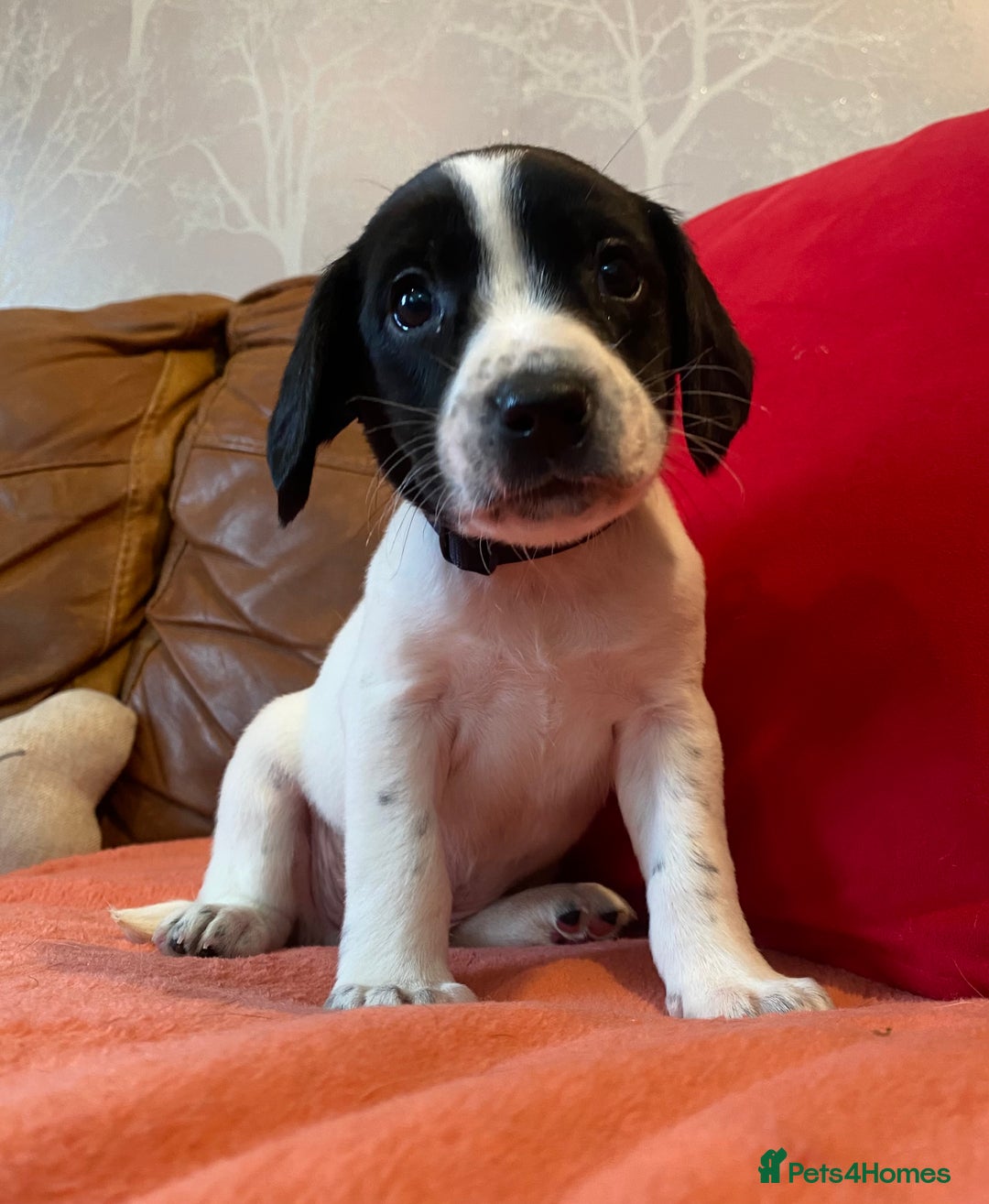 Springador dogs for sale: STUNNING SPRINGADOR PUPPIES  - Image 7