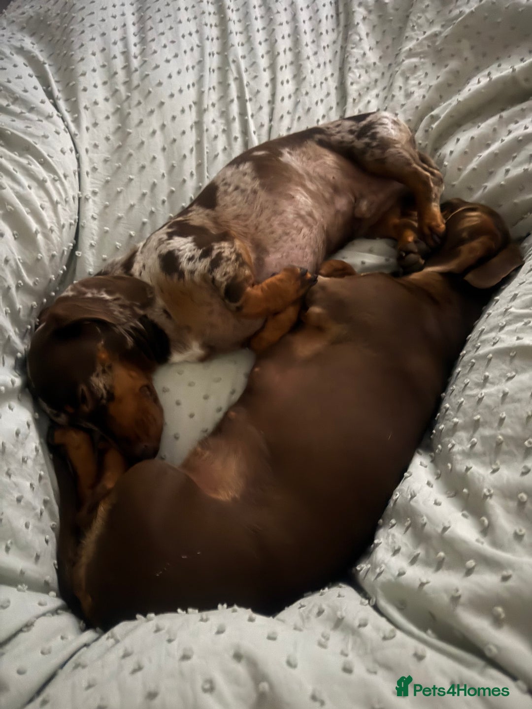 Miniature Dachshund dogs for sale: Beautiful Miniature Dachshund Puppies - Advert 10