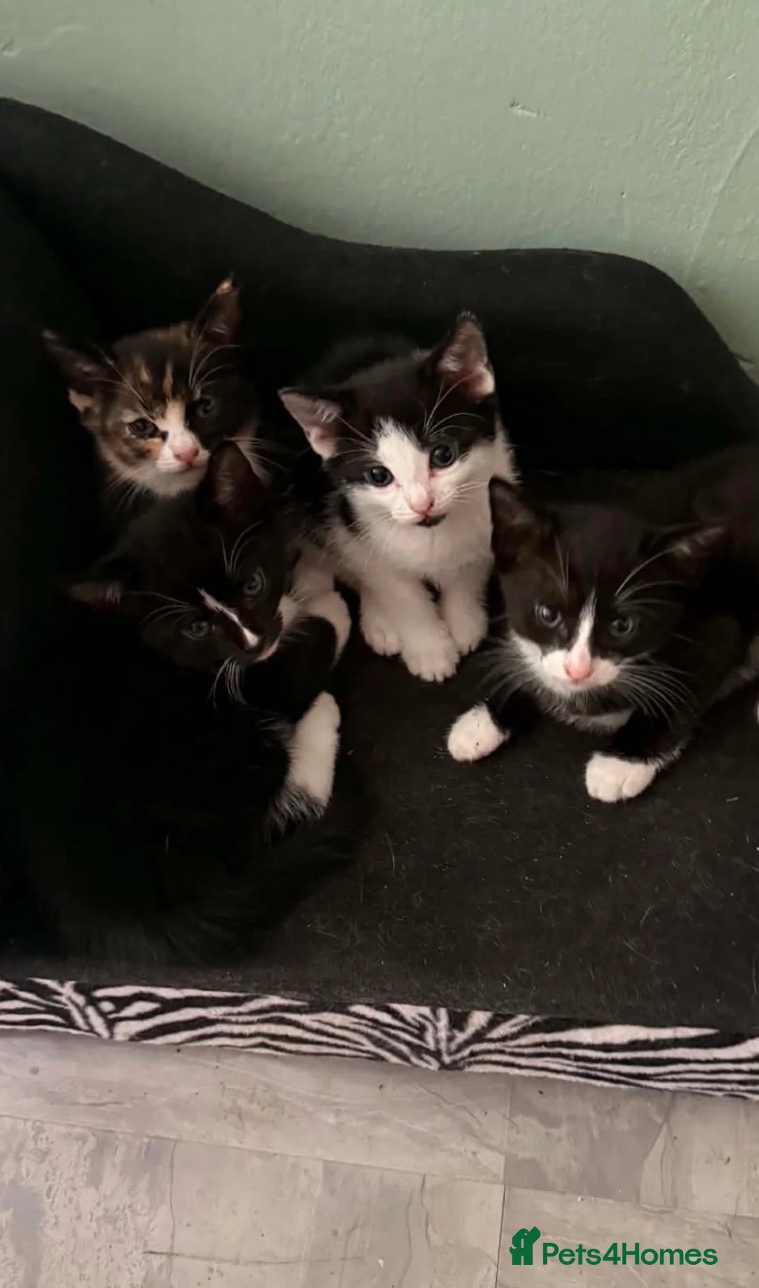 Mixed Breed cats for sale: Kittens in Newcastle upon Tyne - Advert 2