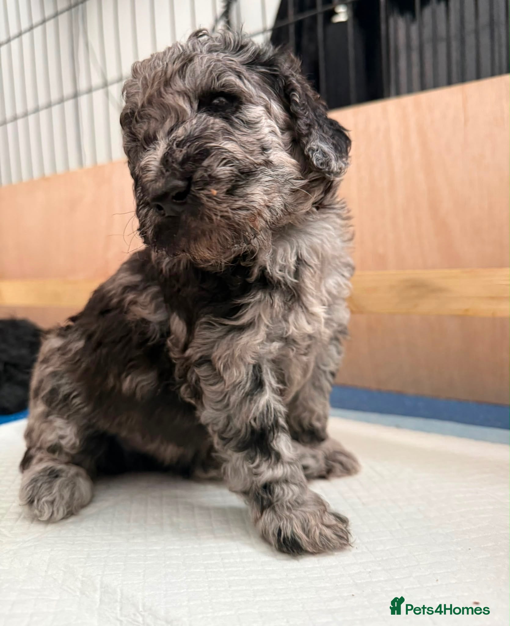 Standard Poodle dogs Afterglow standard poodles! - Advert 8