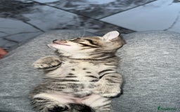 Domestic Shorthair cats for sale: Adorable tabby/bengal kittens to a good home - Image 26
