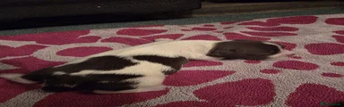 Daisy