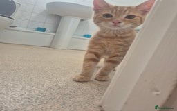 Maine Coon cats for sale: Maine coon x kittens - Image 5