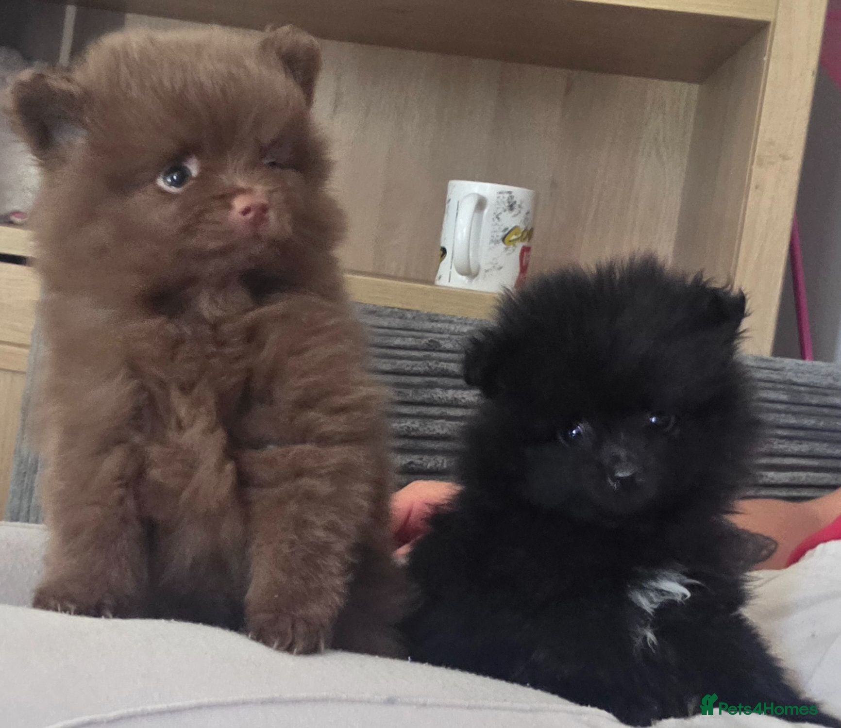 Pomeranian dogs Handsome pomeranians  - Advert 1