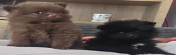 Pomeranian dogs for sale: Handsome pomeranians  - Advert 1