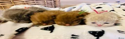 British Shorthair cats for sale: GCCF Registered British Shorthair Kittens - Advert 11