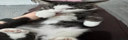 Mixed Breed cats for sale: Male and Female Kittens - Advert 21