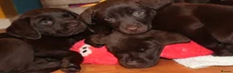 Labrador Retriever dogs for sale: Puppies arrived 12/02/2026 - Advert 33