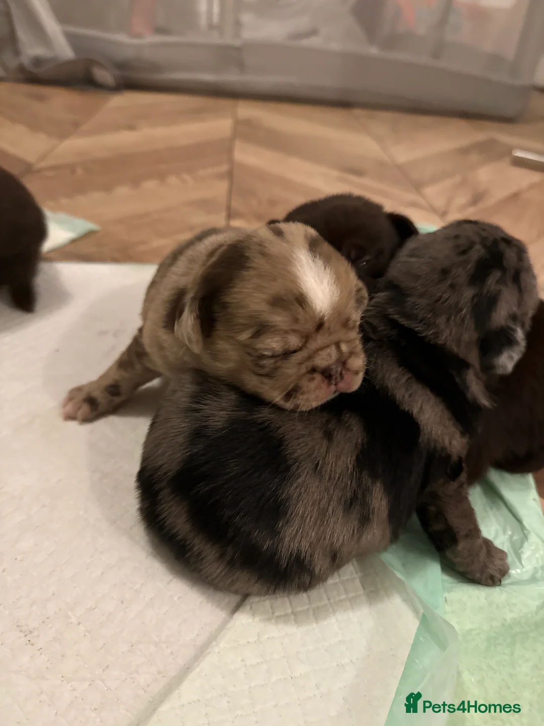 Pug dogs for sale: Merle pugs  - Advert 15